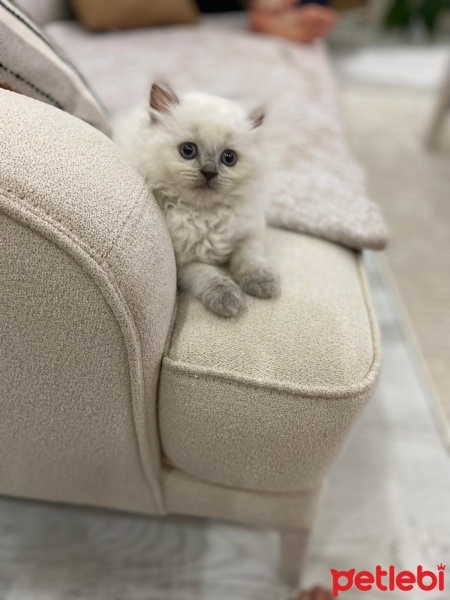British Longhair, Kedi  Mira fotoğrafı