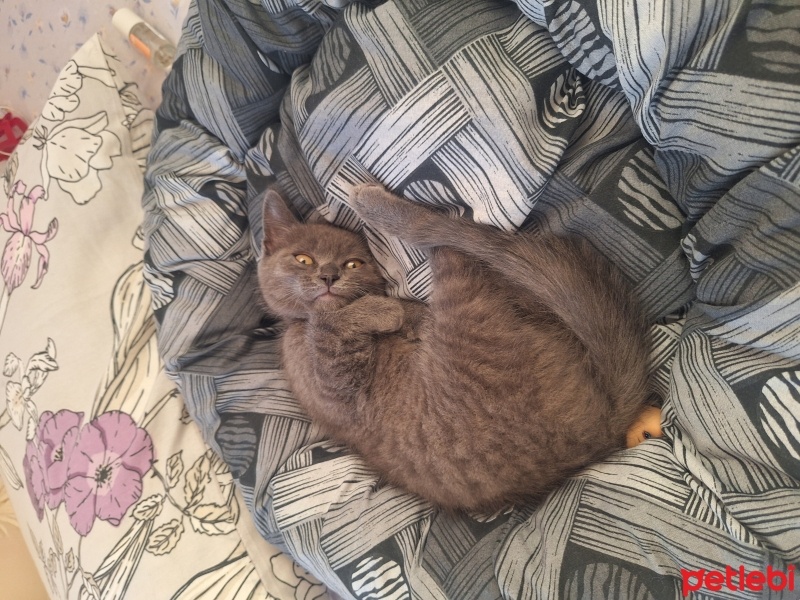 Scottish Fold, Kedi  Maya fotoğrafı