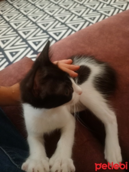Tekir Kedi, Kedi  Yin fotoğrafı