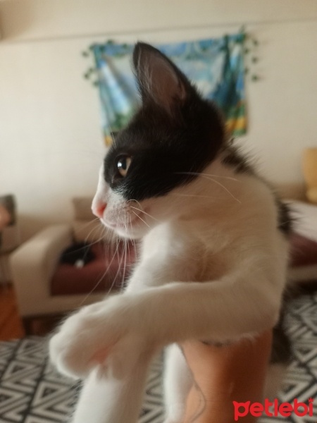 Tekir Kedi, Kedi  Yin fotoğrafı