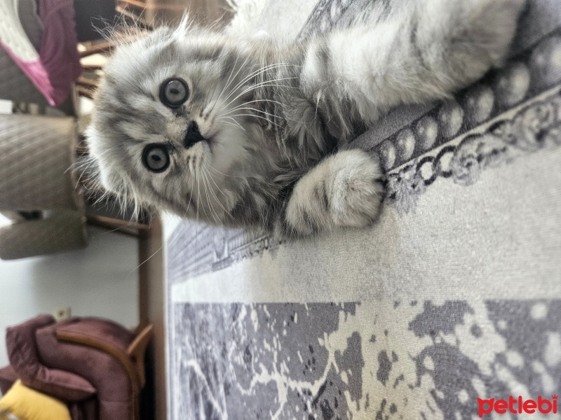 Scottish Fold, Kedi  Uğur fotoğrafı