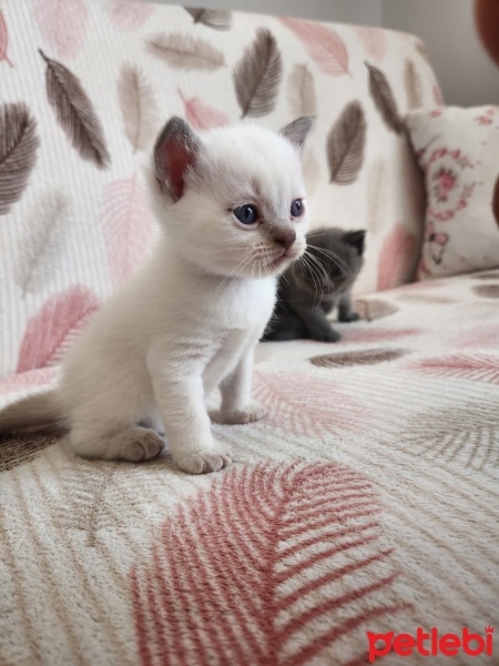 British Shorthair, Kedi  Yavru kedi 4 adet fotoğrafı