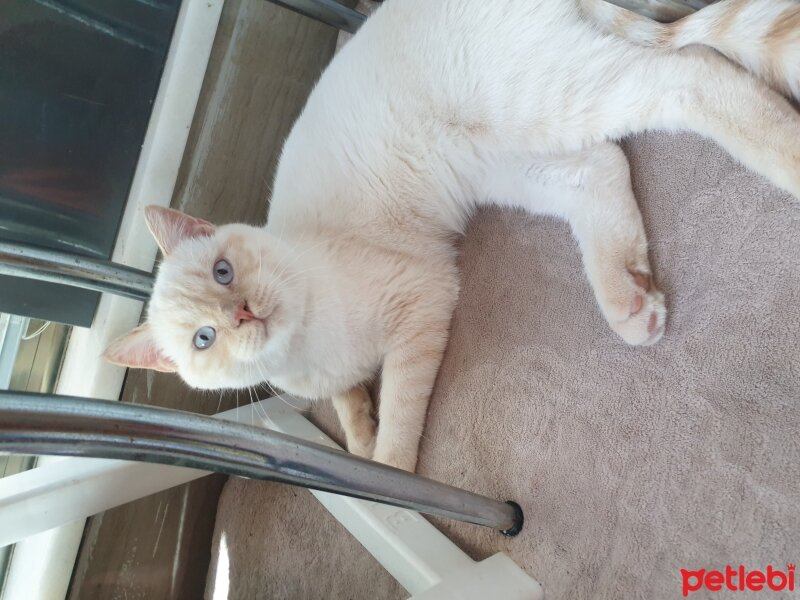 British Shorthair, Kedi  Ciko fotoğrafı