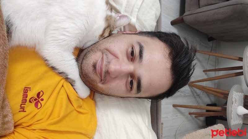 Tekir Kedi, Kedi  Maya fotoğrafı