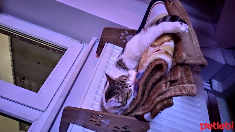 Tekir Kedi, Kedi  Maya fotoğrafı