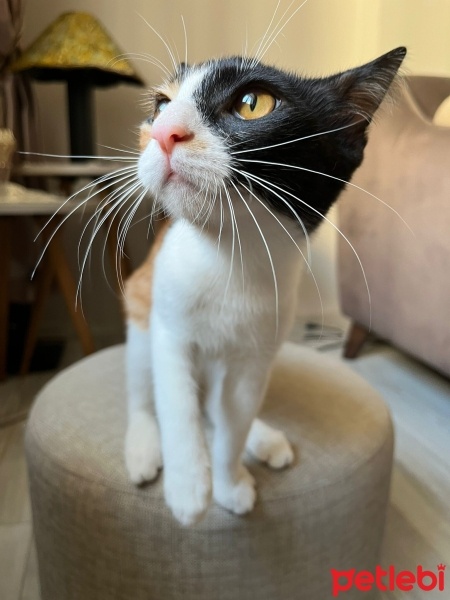 Tekir Kedi, Kedi  Mila fotoğrafı