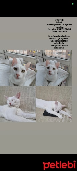 Tekir Kedi, Kedi  Bulut fotoğrafı