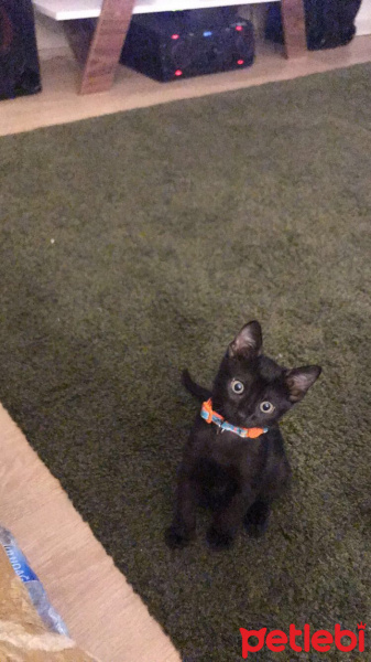 Bombay, Kedi  Loki fotoğrafı