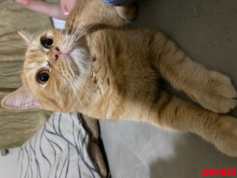 Brazilian Shorthair, Kedi  Fanta fotoğrafı