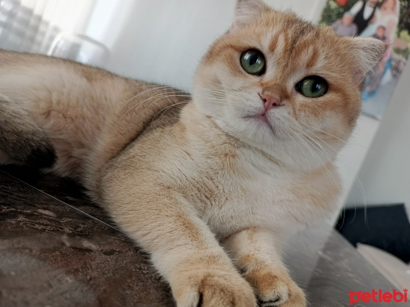Scottish Fold, Kedi  Leo fotoğrafı