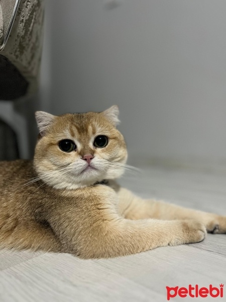 Scottish Fold, Kedi  Leo fotoğrafı