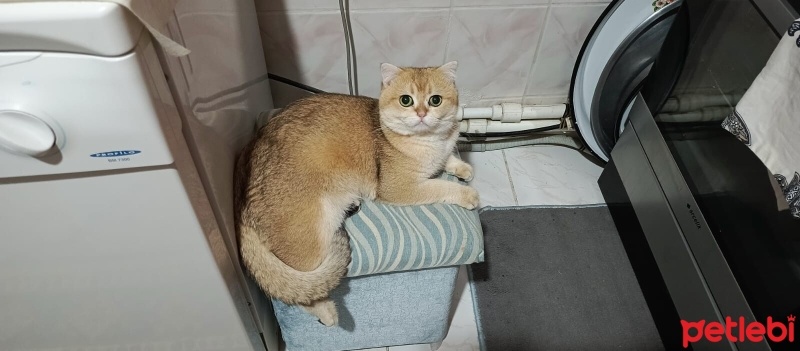 Scottish Fold, Kedi  Leo fotoğrafı
