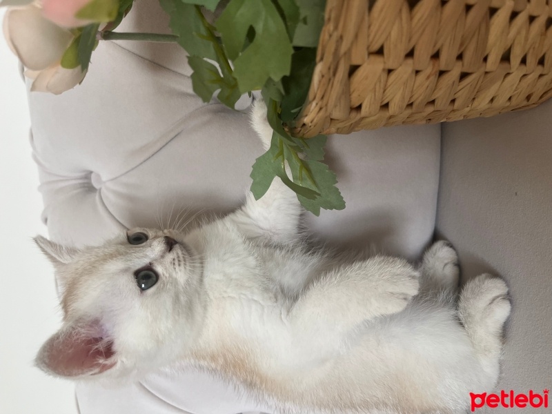 British Shorthair, Kedi  British shorthair fotoğrafı