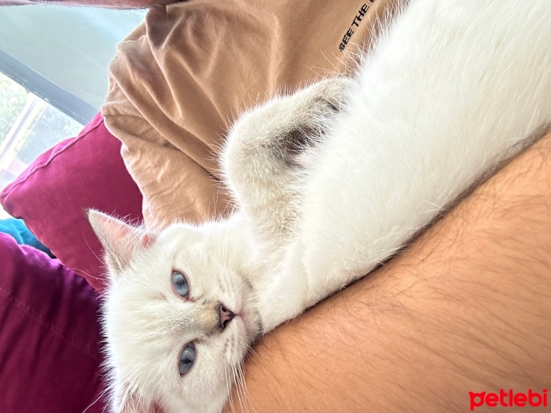 British Shorthair, Kedi  Pera fotoğrafı
