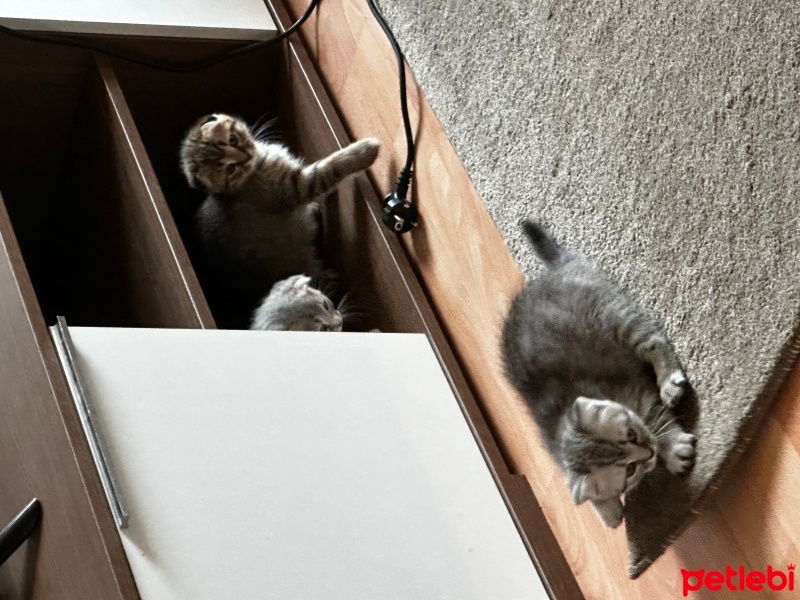 British Longhair, Kedi  5 adet yavru kedimiz var fotoğrafı