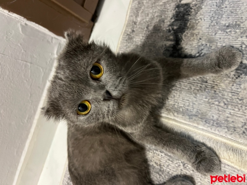 British Shorthair, Kedi  Kayıp fotoğrafı