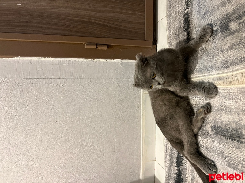 British Shorthair, Kedi  Kayıp fotoğrafı