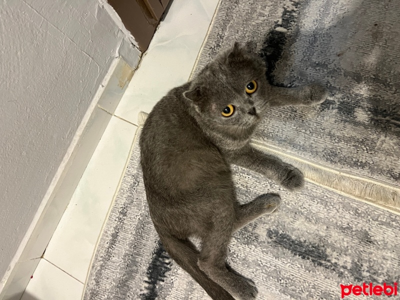 British Shorthair, Kedi  Kayıp fotoğrafı