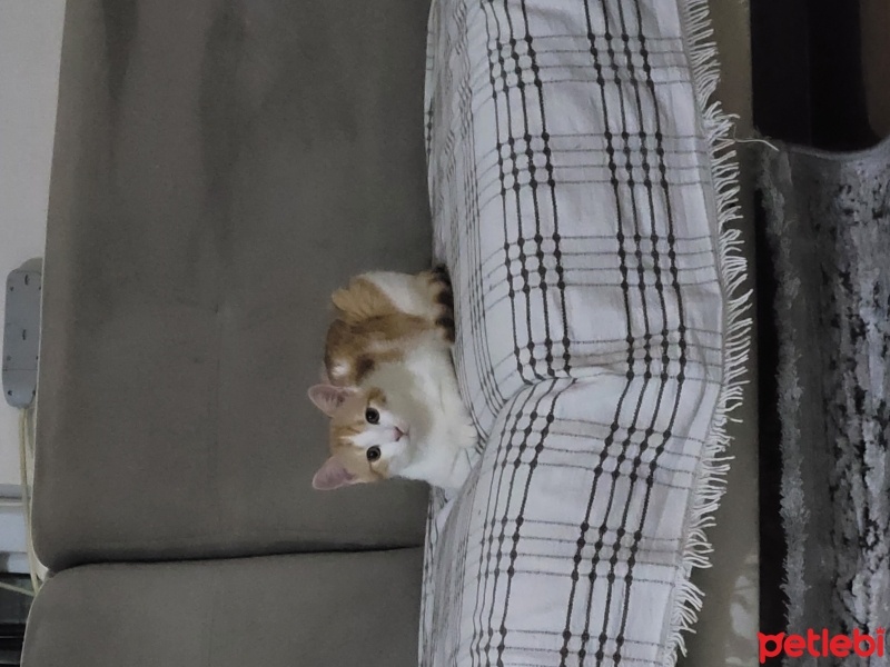 Tekir Kedi, Kedi  Pıtır fotoğrafı