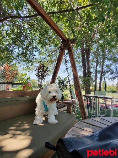 Maltese, Köpek  Lui fotoğrafı