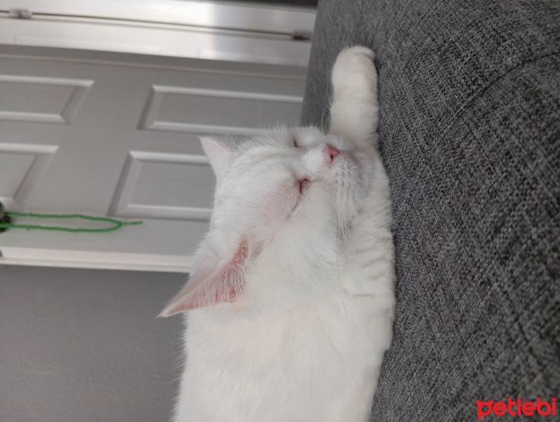 British Shorthair, Kedi  Sabun fotoğrafı