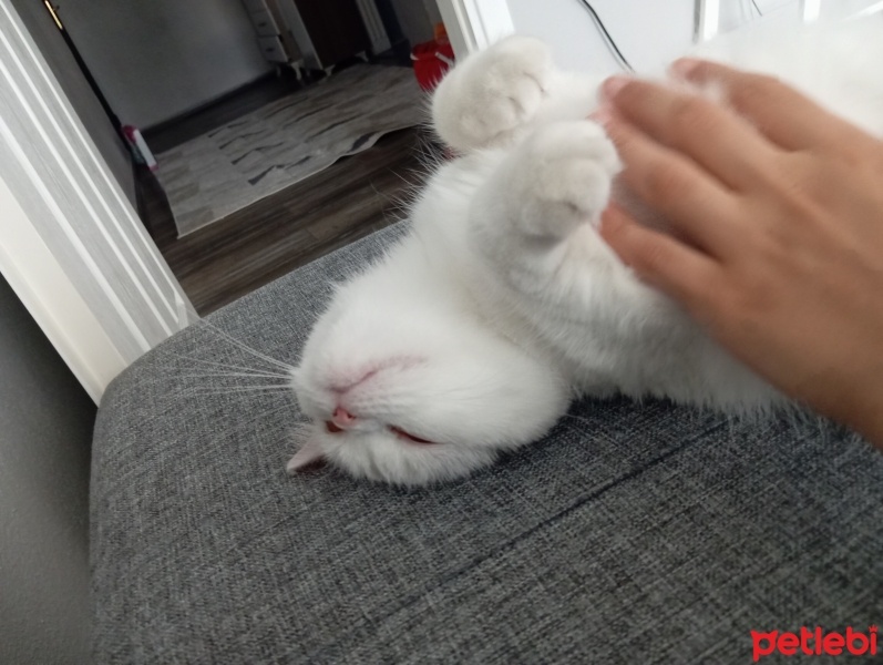 British Shorthair, Kedi  Sabun fotoğrafı