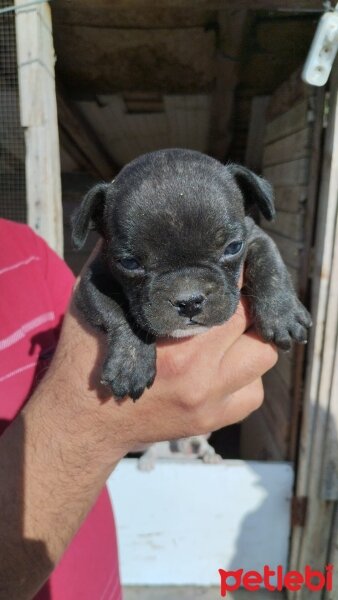 Fransız Bulldog, Köpek  Tomy fotoğrafı