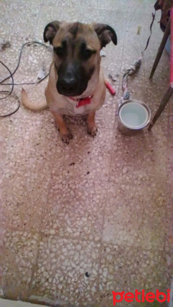 Labrador Retriever, Köpek  Paşa fotoğrafı
