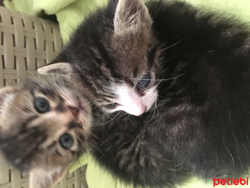 Tekir Kedi, Kedi  Tekir ve Bekir fotoğrafı