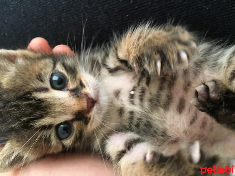 Tekir Kedi, Kedi  Tekir ve Bekir fotoğrafı
