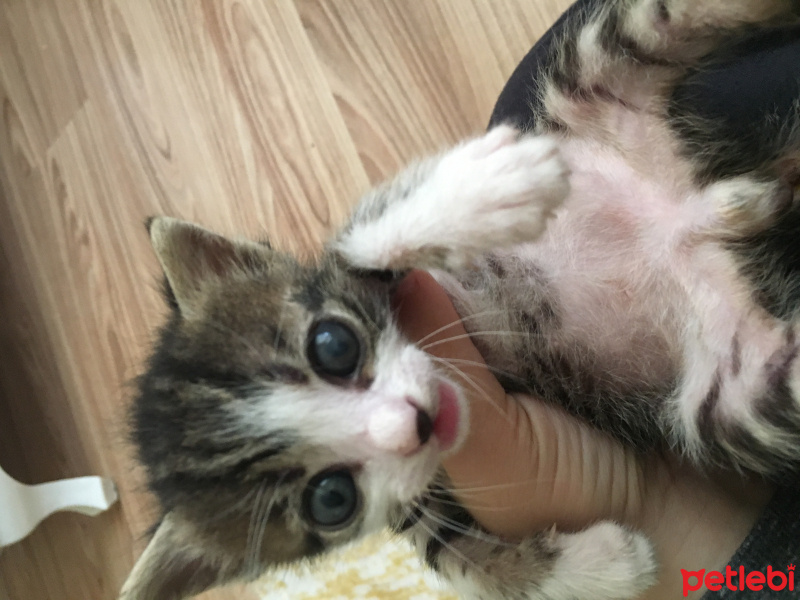 Tekir Kedi, Kedi  Tekir ve Bekir fotoğrafı