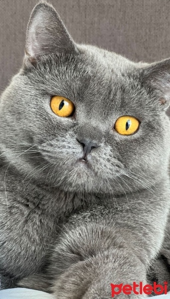 British Shorthair, Kedi  Şakir fotoğrafı