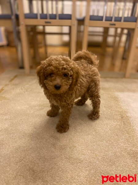 Poodle (Minyatür Kaniş), Köpek  Dafi fotoğrafı