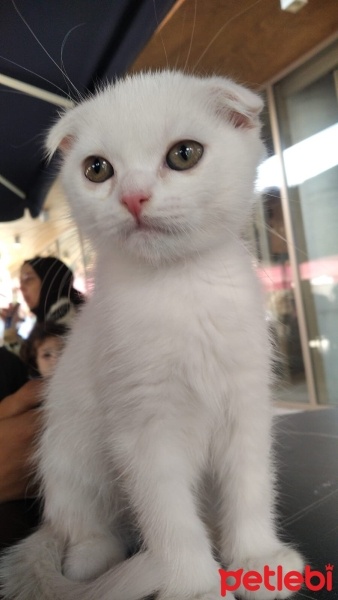 Scottish Fold, Kedi  Pamuk fotoğrafı