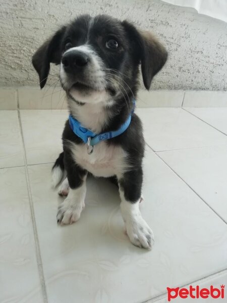 Cardigan Welsh Corgi, Köpek  Linda fotoğrafı