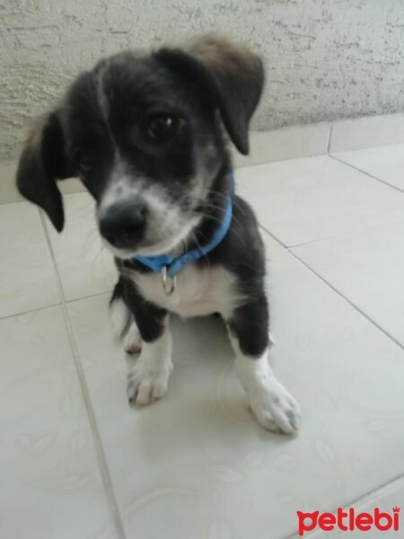 Cardigan Welsh Corgi, Köpek  Linda fotoğrafı