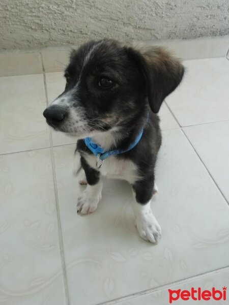 Cardigan Welsh Corgi, Köpek  Linda fotoğrafı