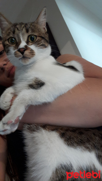 Tekir Kedi, Kedi  Pamir  fotoğrafı