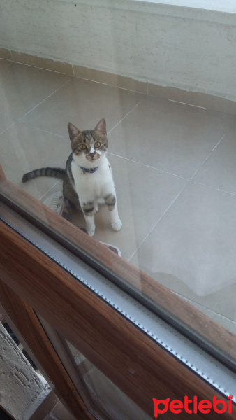 Tekir Kedi, Kedi  Pamir  fotoğrafı