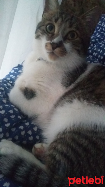 Tekir Kedi, Kedi  Pamir  fotoğrafı