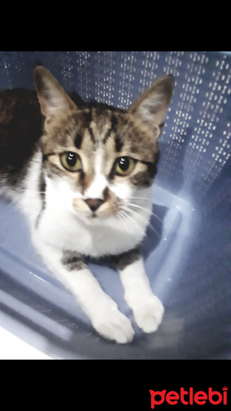 Tekir Kedi, Kedi  Pamir  fotoğrafı