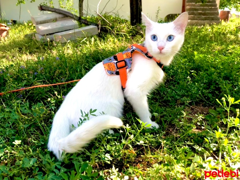 Van Kedisi, Kedi  Pamuk fotoğrafı