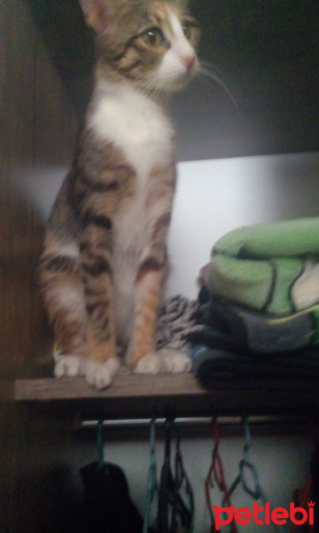 Tekir Kedi, Kedi  Tarçın fotoğrafı
