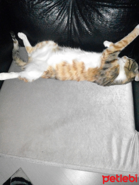 Tekir Kedi, Kedi  Tarçın fotoğrafı