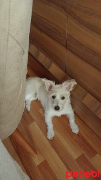 Maltese, Köpek  Tarçın fotoğrafı