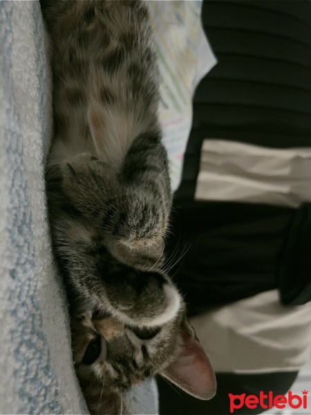 Tekir Kedi, Kedi  Paty fotoğrafı