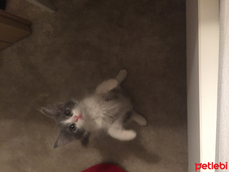Sibirya Kedisi, Kedi  Bruce fotoğrafı