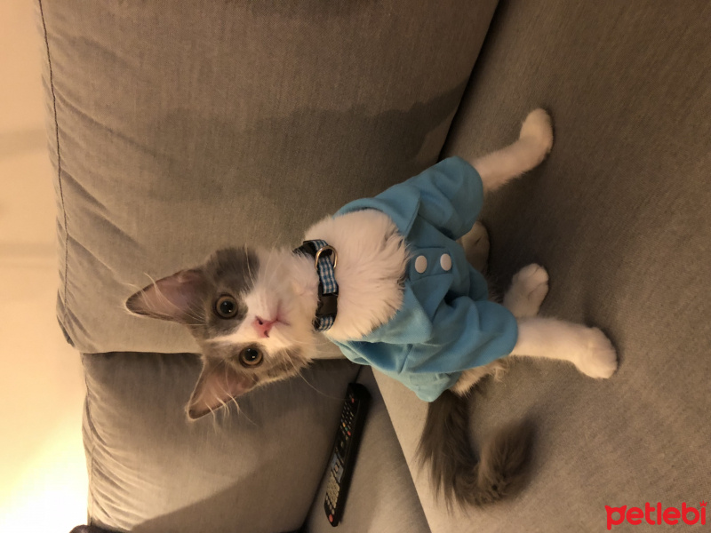 Sibirya Kedisi, Kedi  Bruce fotoğrafı