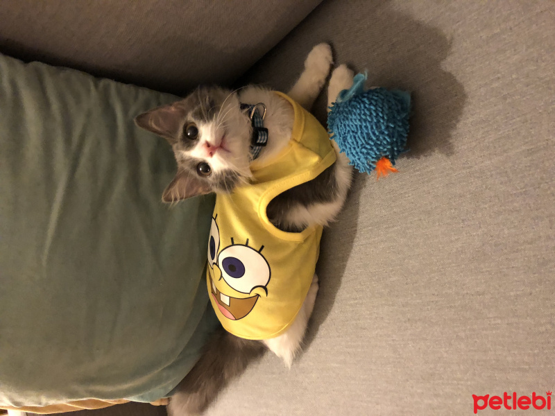 Sibirya Kedisi, Kedi  Bruce fotoğrafı