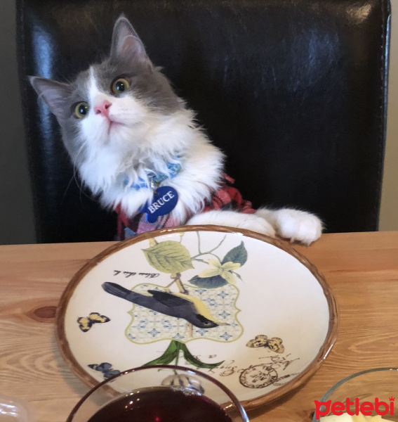 Sibirya Kedisi, Kedi  Bruce fotoğrafı